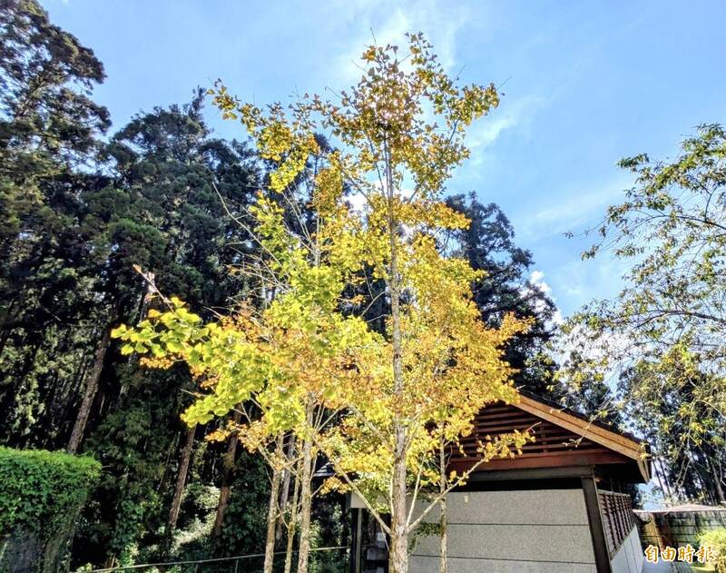 嘉縣頂湖明健行 銀杏搶換秋裝迎賓