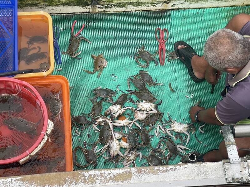 無視抱卵母蟹禁捕令  澎湖鎖港違規漁船面臨重罰