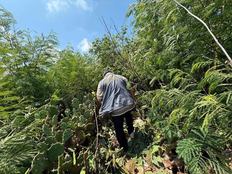 不滿林保署消極 澎湖縣議員許育愷自備柴刀披荊斬棘