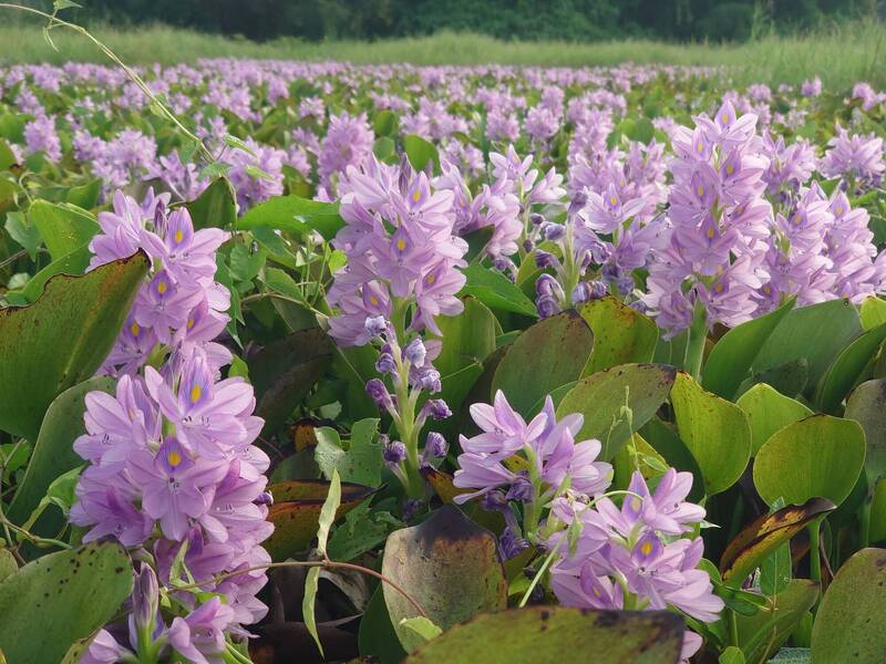 「河上薰衣草」！彰化絕美祕境「紫爆」 鋪滿大片浪漫花毯