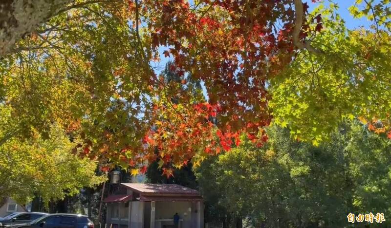 楓葉紅了！秋天提早報到 武陵農場紅葉飄飄