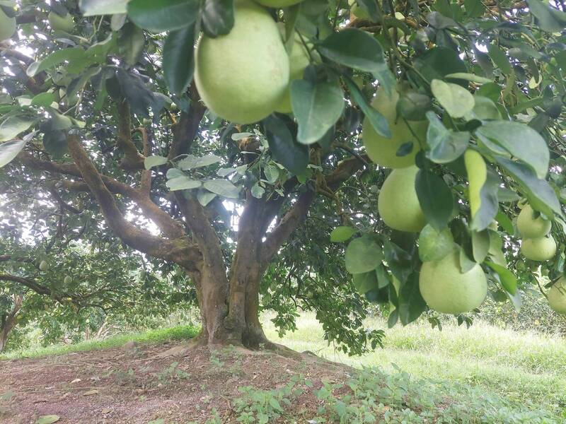 獨家》花蓮果農霸氣喊「文旦拒銷中國」！宣布完售「台灣人買光光」