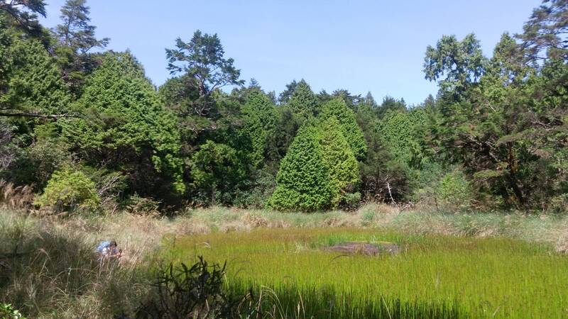 熱浪致山區野火增加？中正大學研究發現「雲霧帶」為關鍵角色