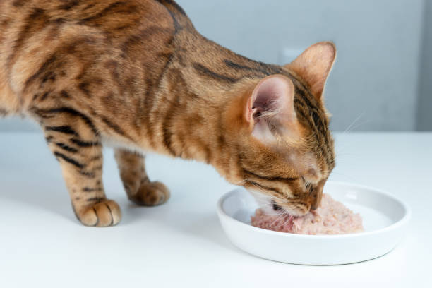 貓咪罐罐吃到剩一點該怎麼保存？冷藏、分裝與再次餵食優缺點一次看懂！