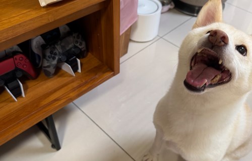 柴犬Coco的第一個合作推薦【獅子寶寶：寵物除臭潔淨濕巾】