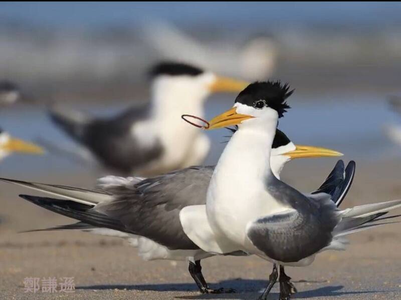 遞送「橡皮筋」求偶  自然界怪異行為讓賞鳥專家感嘆