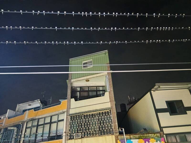 高雄大樹燕群大爆發  電線成萬鳥棲地