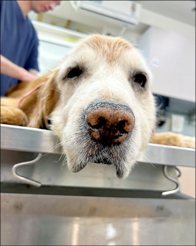 鼬獾狂犬病陽性率近3成 農業部籲帶寵物犬貓接種疫苗