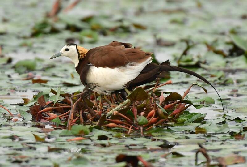「鳥界模範父親」不只水雉 還有牠