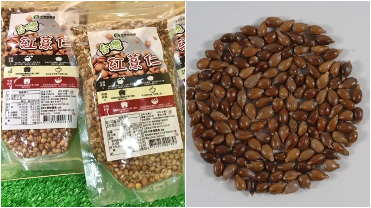 紅薏仁助中老年健康！降血糖、防肌肉流失 紅薏仁漿作法曝