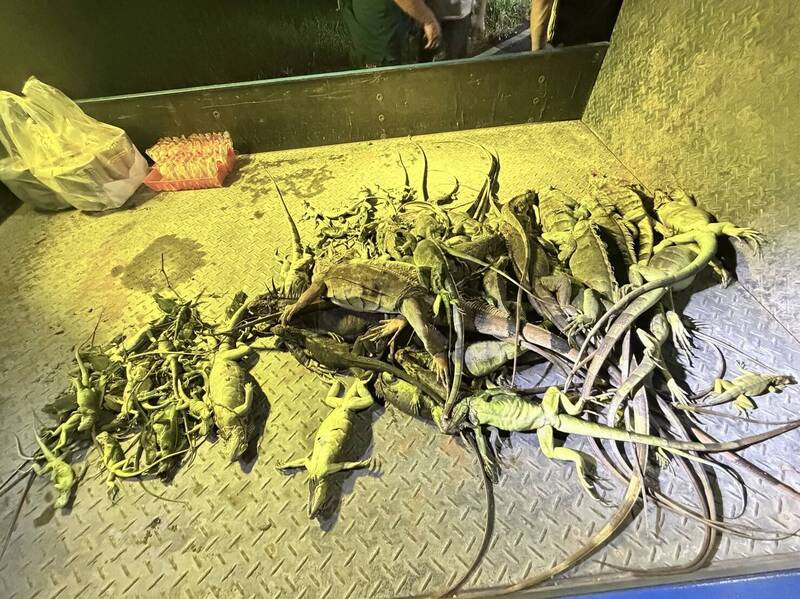紅豆播種季到屏縣暗夜爆肝護豆 4小時捉147隻綠鬣蜥