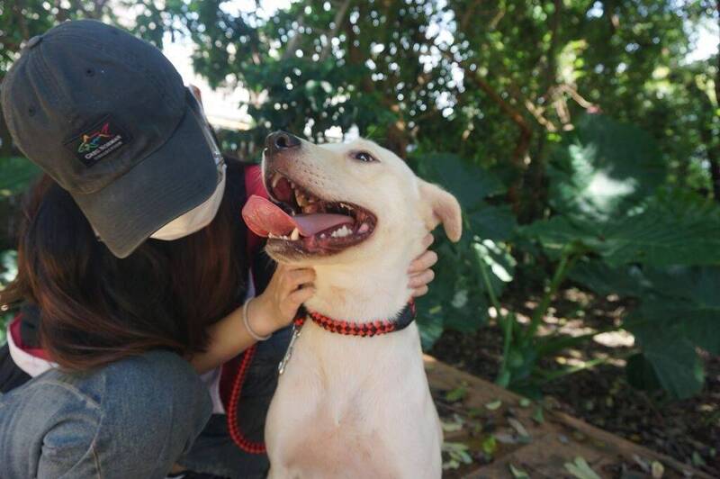 新北推動物之家治療犬認養培訓計畫 公開徵求認養人參與培訓