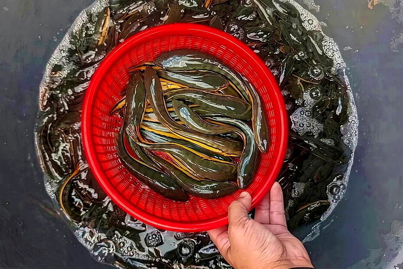 電撈量暴增43倍！日月潭魚虎球捲土重來 研判是岸邊草木茂密惹的禍 - 倡議家
