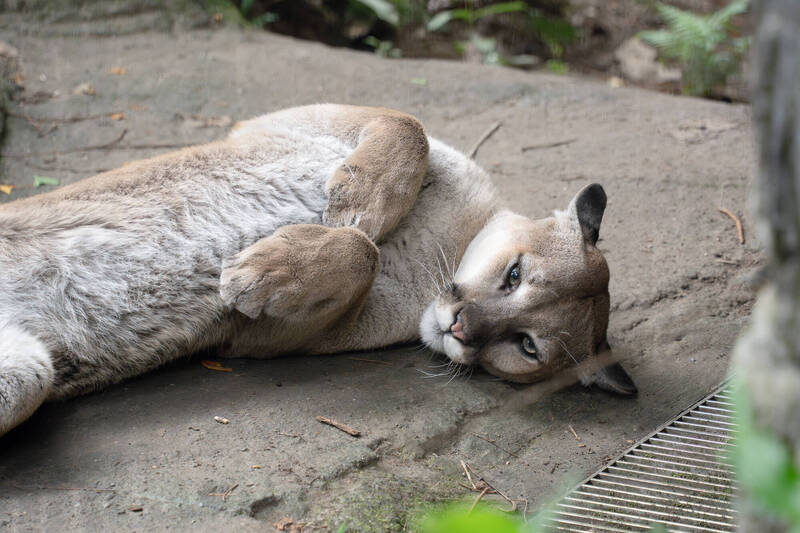 北市動物園壓軸「夜貓子」！8/8聽山獅講古 加碼兩棲爬蟲夜談