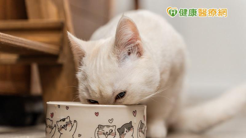 換季毛孩喝水變少？獸醫教3招補水 乾濕混餵留意比例