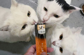🐶🐱✨謝謝瑪氏愛心募集捐贈 380 公斤的美味糧食給保育場浪浪們