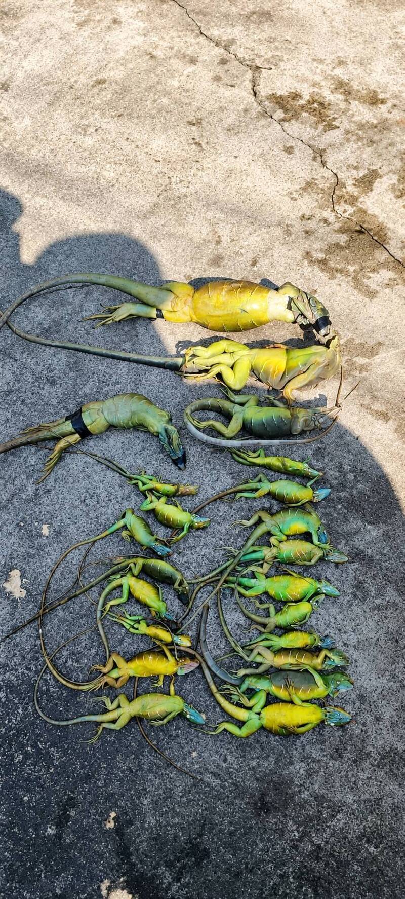 「獵龍」專案獎金非現金！獵人出勤成本5000 民代大喊吃不消