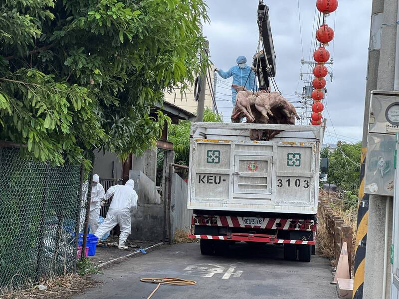 釀非洲豬瘟豬農父子遭控短報46頭死豬 法院因這原因判無罪
