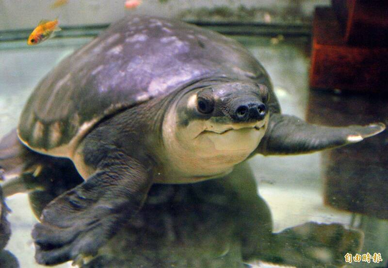 批基隆地檢輕縱保育類野生動物走私 動保團體：等同鼓勵犯罪