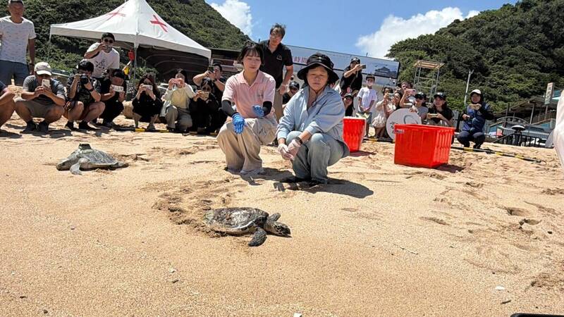 遭廢棄漁網纏繞受困 海龜米妮、小八欖康復重回大海