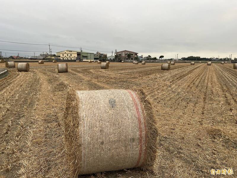 秋冬限定美景來了 大埤稻草酸菜季賞稻草藝術、體驗醃酸菜