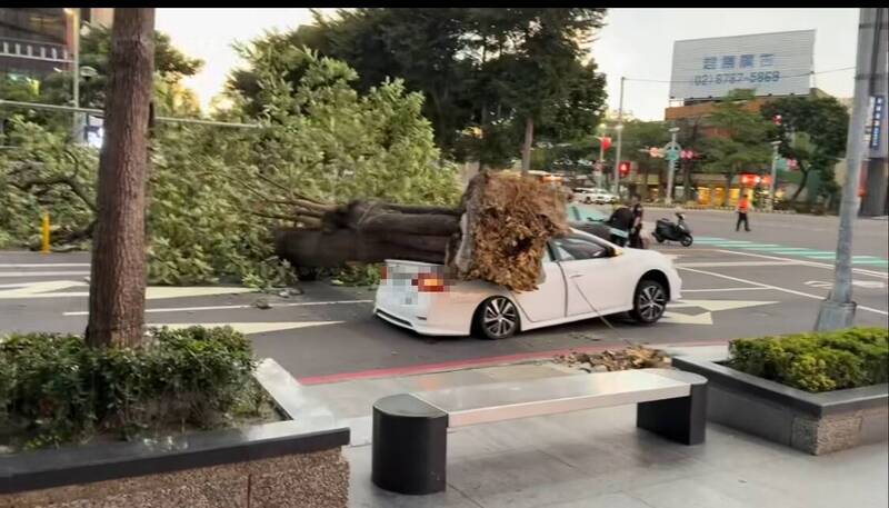 台中路樹被薔琵強風吹倒 壓到行經轎車畫面曝