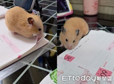 聯絡簿爛成這樣！老師致電關切　竟是「家鼠」惹的禍