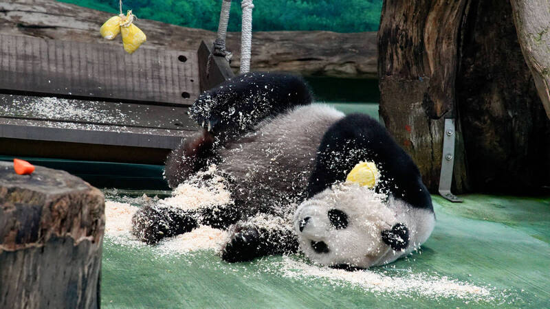 大貓熊戶外活動季來了！北市動物園完成整備 看天氣適時「踏青」