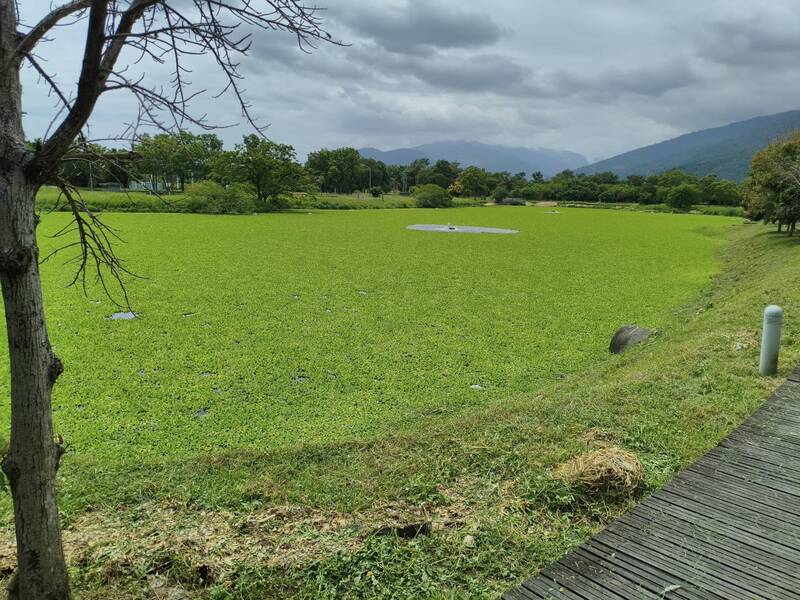 台東大學鏡心湖1.5公頃水芙蓉為患 出動怪手挖掘恢復生態