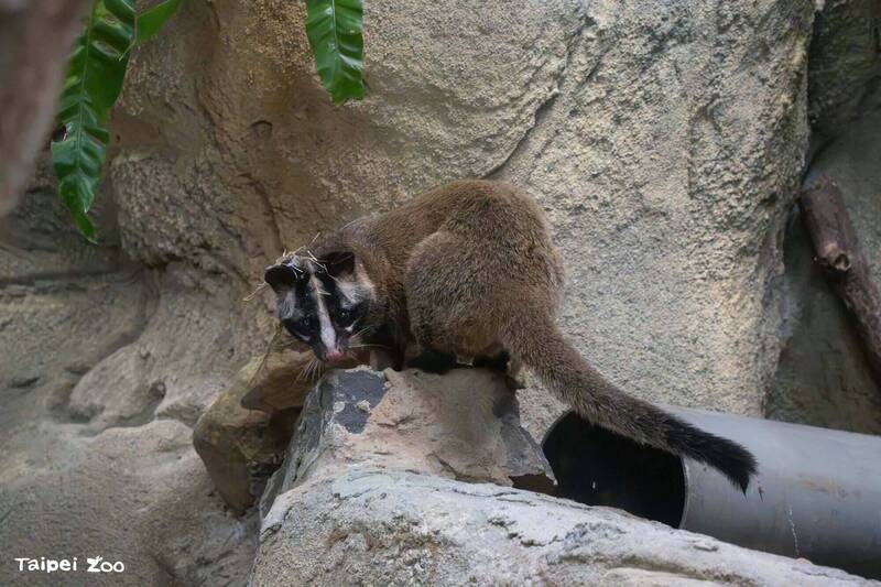 北市動物園迎新住客！截肢「白鼻要」亮相 19歲「小白點」休養