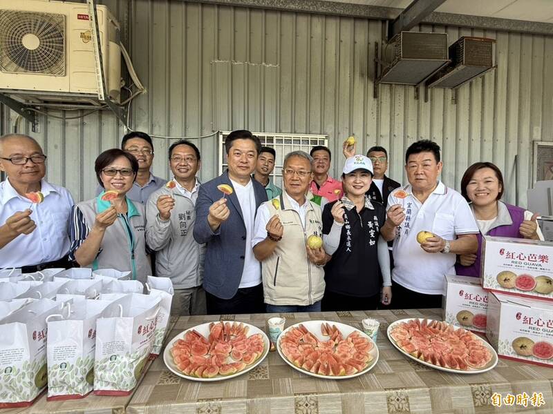宜蘭員山紅心芭樂軟Ｑ上市 果香濃郁掀搶購