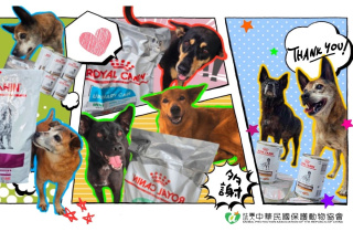 【感謝法國皇家 Royal Canin 捐贈犬罐頭❤️】