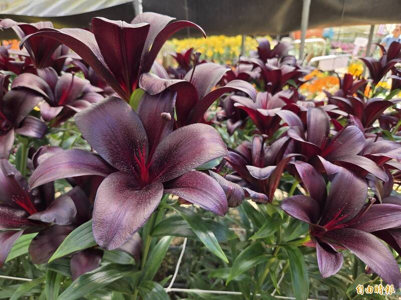 阿里山百合花季登場！100種盛開 隱藏版神似iPhone 18 Pro勃根地紅