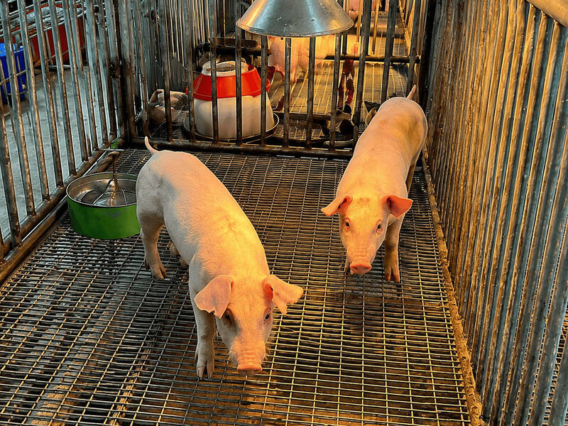 樹薯粉混糙米  畜試所實證：可取代部分飼料玉米
