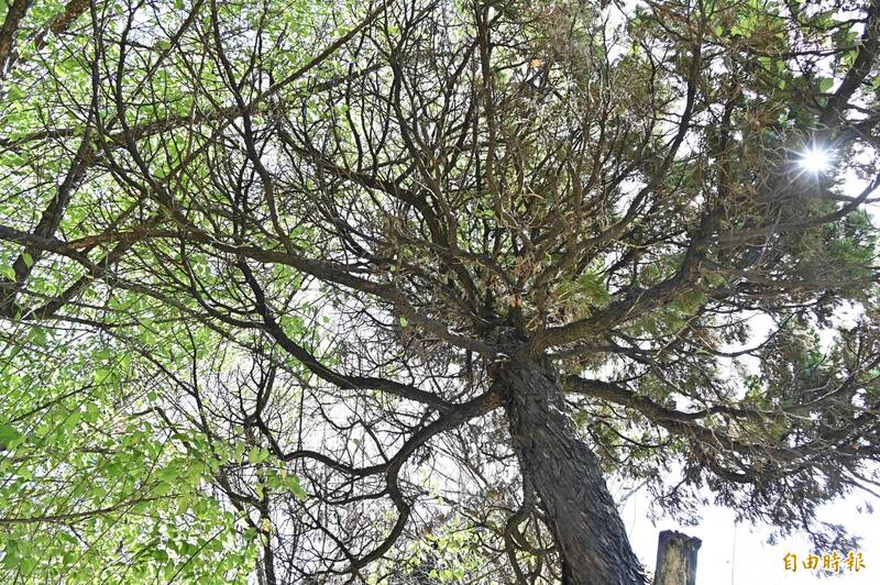 民團關切李登輝手植龍柏樹況不佳 北市公園處：調整棲地不會直接砍除