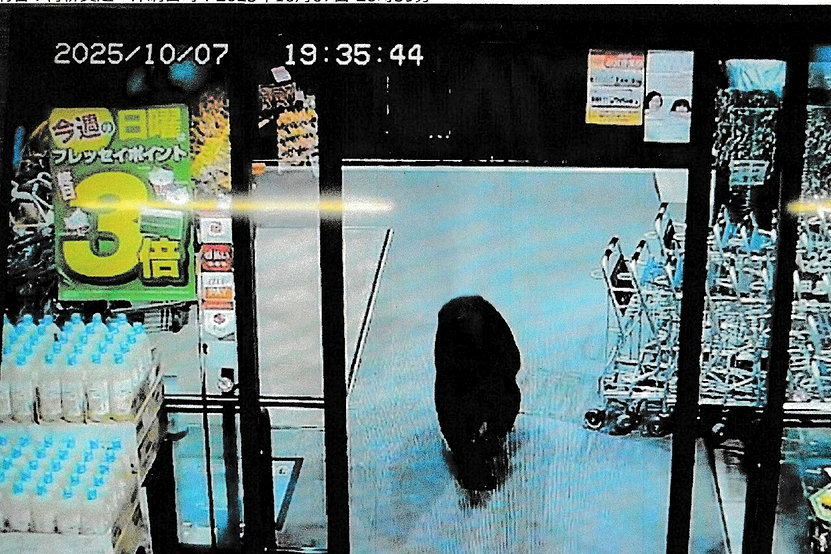 至少隔3代才能與人拉開距離！日本熊害持續創高 防治經費隨之增加60倍 - 倡議家