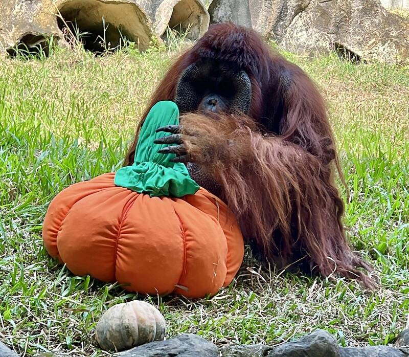 壽山動物園萌鬼派對10/24起登場  親子變裝免費入園