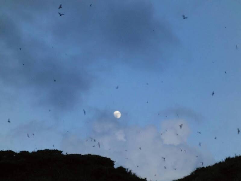 青年署推夏夜生態體驗  瑞芳蝙蝠數十萬隻大軍現蹤