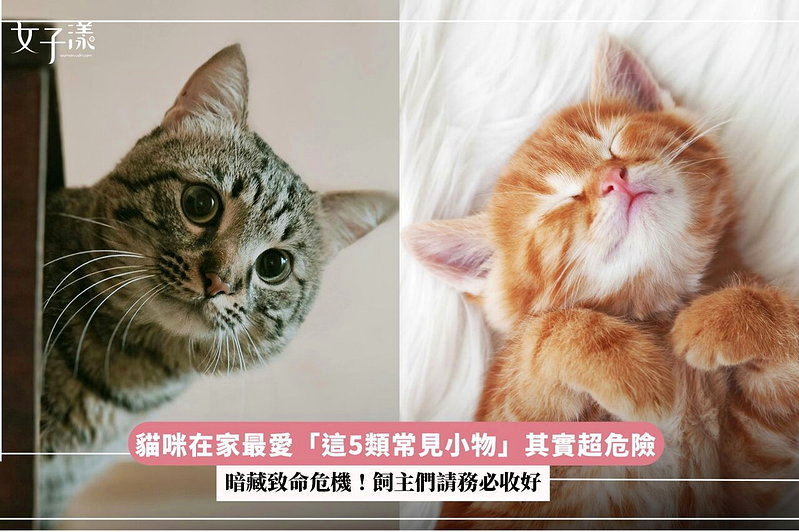 暗藏致命危機！貓咪在家最愛「這5類常見小物」其實超危險，飼主們請務必收好
