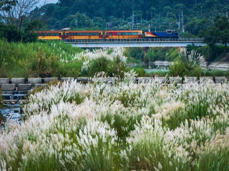 寶可夢彩繪列車穿梭嘉義八掌溪甜根子草花海 攝影迷搶拍