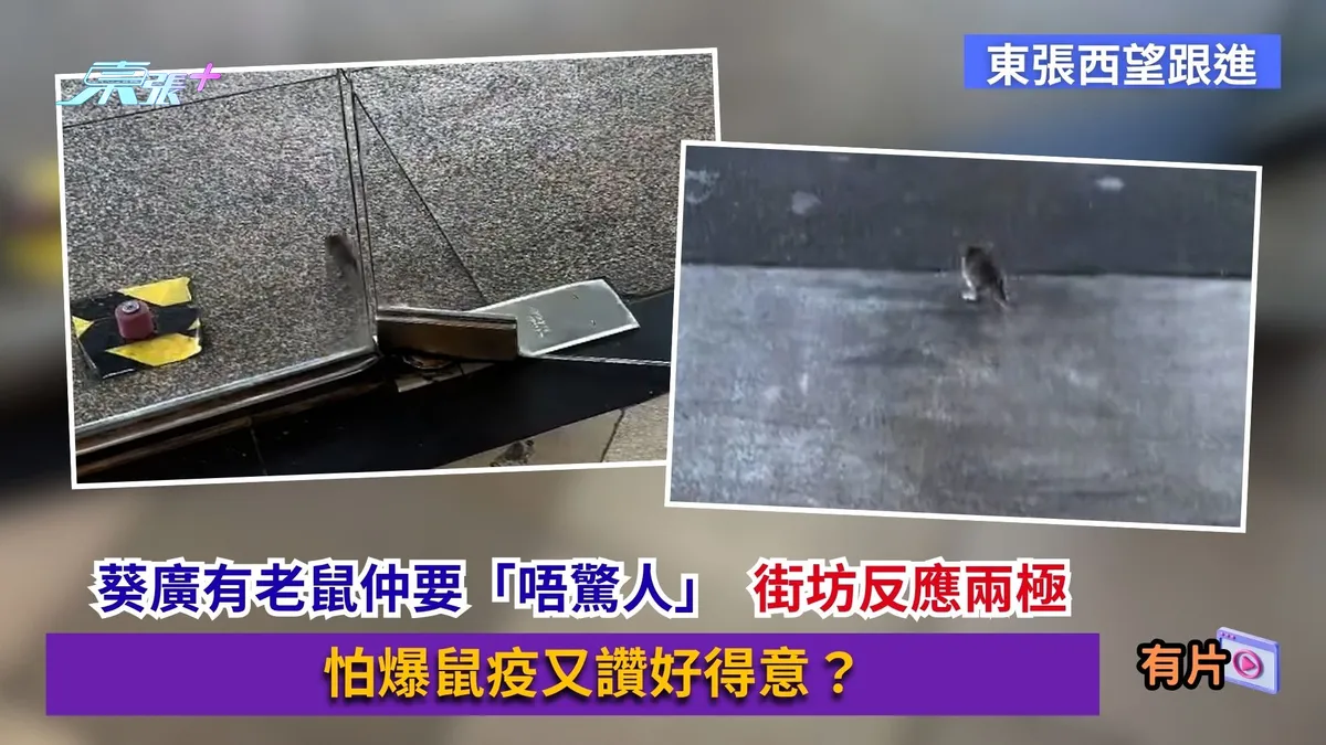 東張西望跟進｜葵廣有老鼠仲要「唔驚人」 街坊反應兩極 怕爆鼠疫又讚好得意？ - 東張+ - myTV SUPER