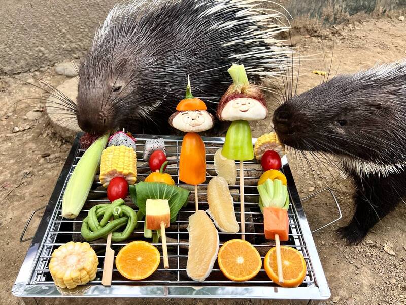 豪豬啃烤肉、黑熊咬綠豆椪  壽山動物園邀動物們「吃」中秋
