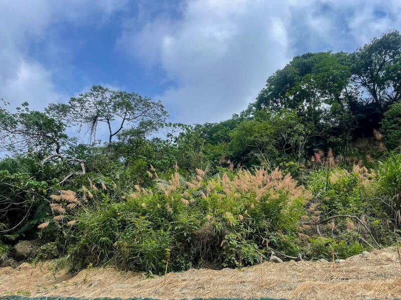 台南白水溪河川治理 採集當地原生植物「開卡蘆」復育