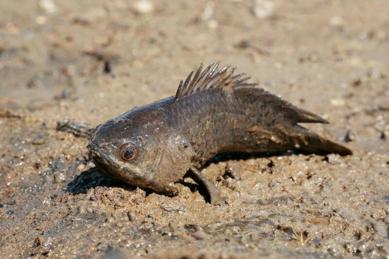 離水不死的魚！金管處人工復育野放200尾「攀鱸」 陸地爬行最搖擺
