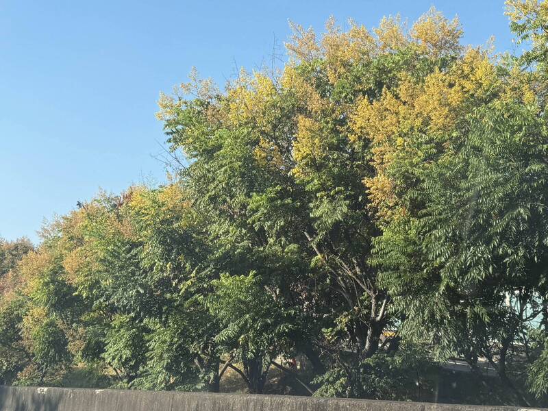 彰化台灣欒樹繽紛大轉色 黃紅綠交織好浪漫