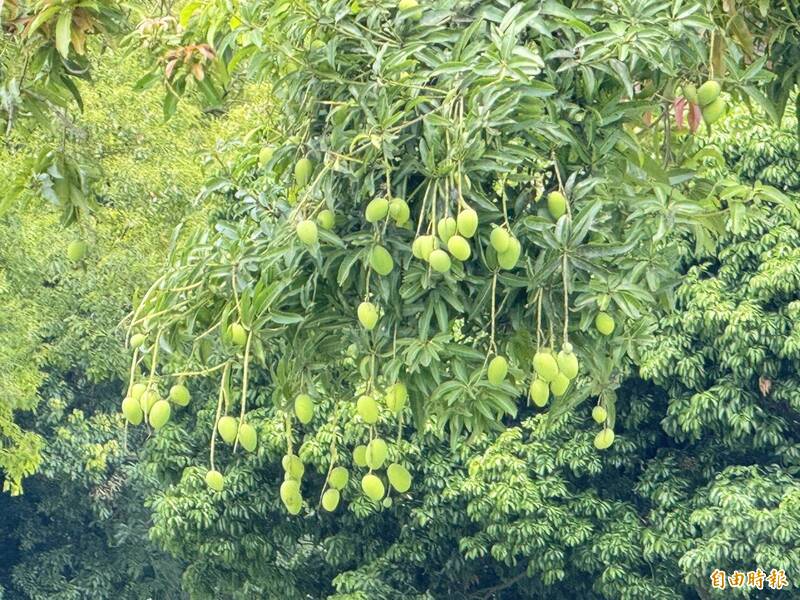 高雄打造公園循環新滋味！「果嶺芒果乾」成特色伴手禮