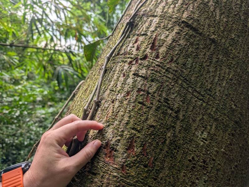 屏東熊出沒！台灣黑熊現蹤三地門安坡村 不只一隻