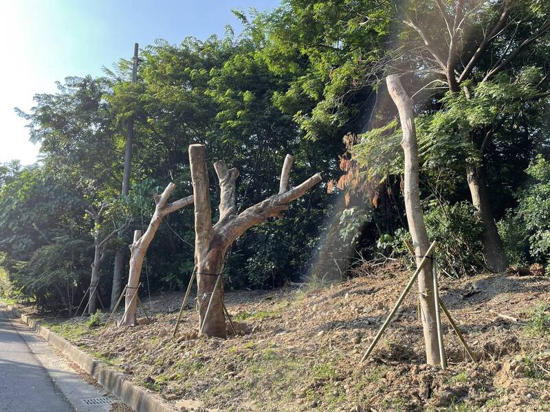 台中文山焚化廠改建移274棵樹  環團：粗暴移植恐成「樹墳場」