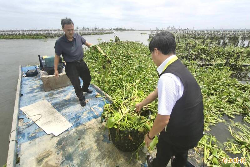 潟湖赫見布袋蓮2-1》不是綠色奇蹟！台南北門驚險度危機