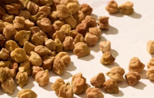 蛋白質多50％、脂肪少25％！AI育種改造鷹嘴豆 省脫脂加工直通豌豆蛋白產線